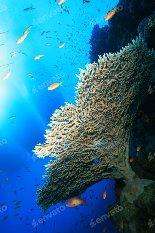 Preview: Table Corals And Sunlight With Boats Silhouetted In Background