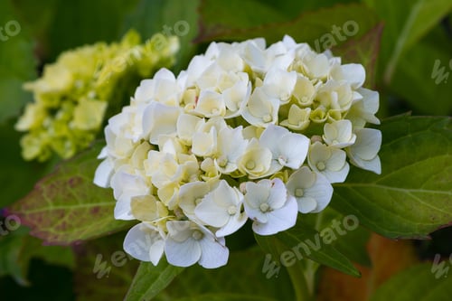 Preview: The Inflorescence Of Hydrangea Closeup. Flower Of Hydrangea In Natural Background.