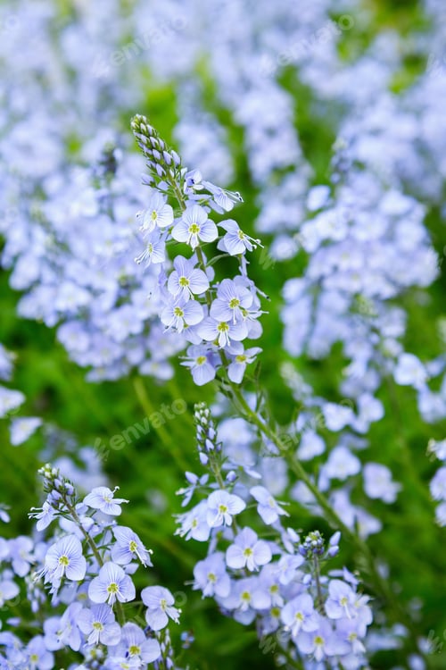 Preview: Beautiful Blooming Blue Veronica In The Garden. Perennial Plants For A Shady Garden. Soft Blue