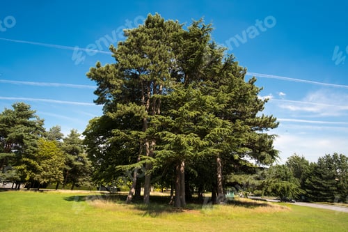 Preview: Big Tree Isolated Summer Background