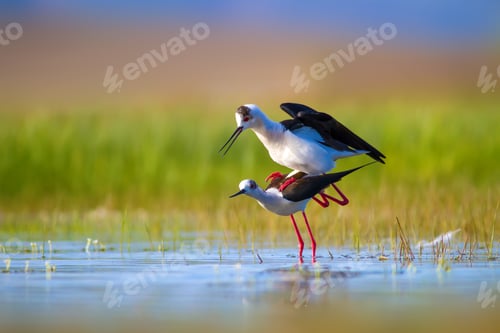 Preview: Romantic Birds. Blue Green Nature Background Black Winged Stilt