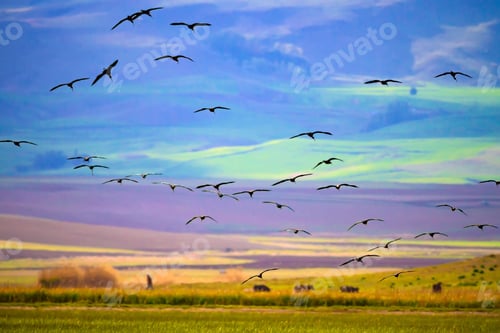 Preview: Flying Birds. Colorful Nature Background.