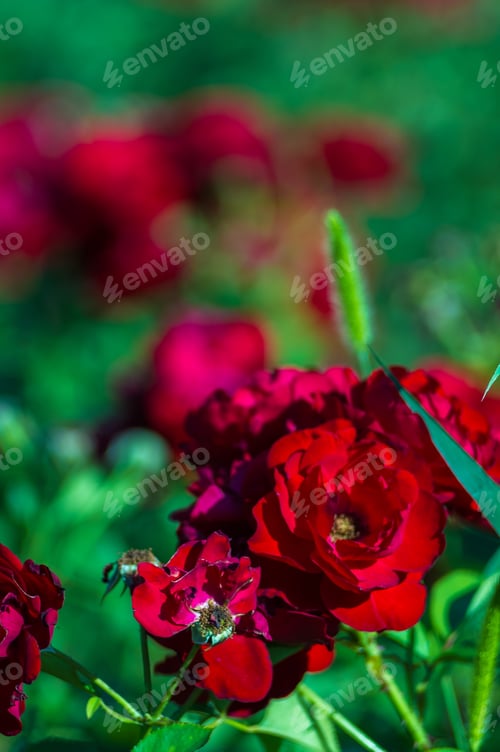 Preview: Red Rose Flower. Nature. Close Up, Selective Focus