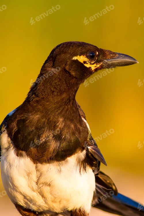 Preview: Eurasian Magpie Portrait. Green Nature Background.