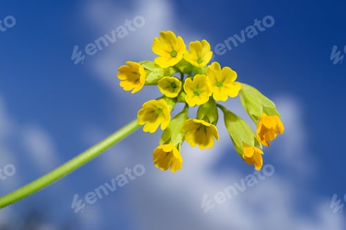 Preview: Primula Veris On Blurry Sky Background
