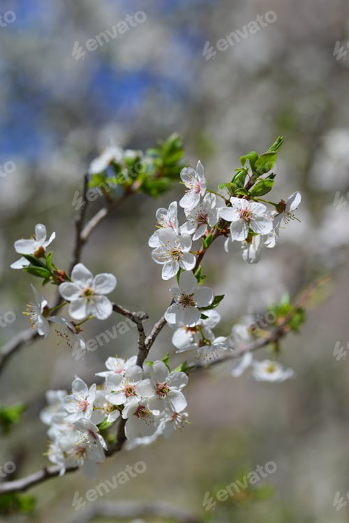 Preview: Plum Blossoms