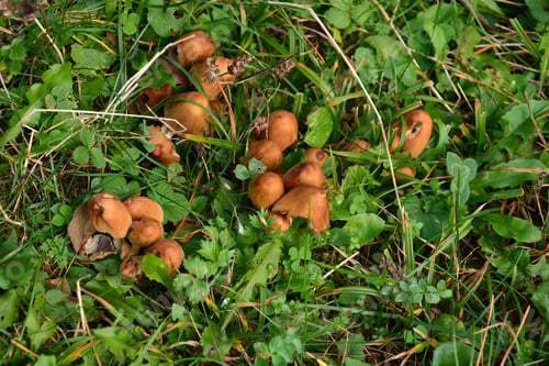 Preview: Forest Mushroom In Natural Habitat