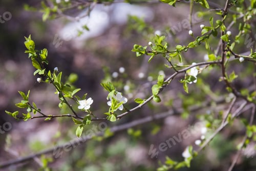 Preview: Spring Blooming On Sour Cherry Tree Branches