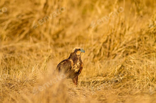 Preview: Wild Bird. Yellow Nature Background. Bird: Western Marsh Harrier. Circus Aeruginosus.