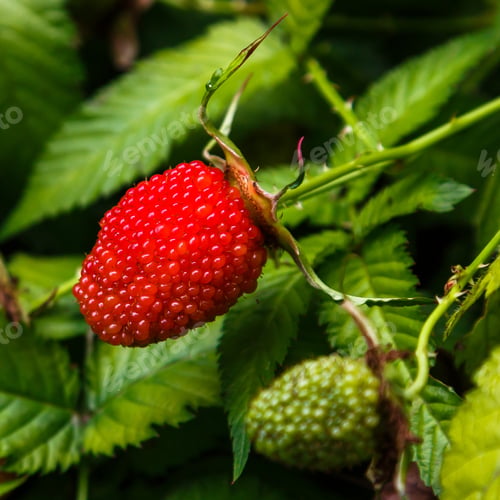 Preview: One Berry Of Rubus Rosifolius Close Up In Natural Background