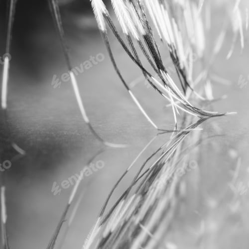 Preview: Guinea Hen Feather With Dark Background