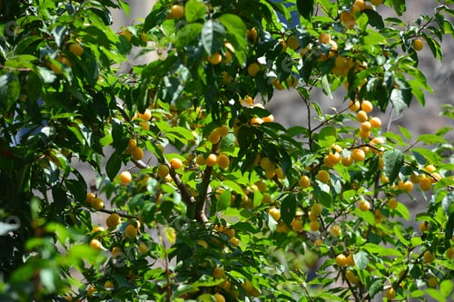 Preview: Plum Tree Branches With Ripe Fruits
