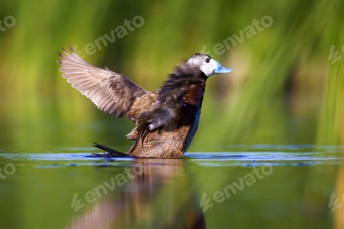 Preview: Swimming Duck. Colorful Nature Background. Bird: White Headed Duck. Oxyura Leucocephala.