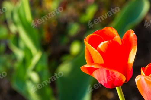 Preview: Colorful Tulips In Early Spring In The Garden