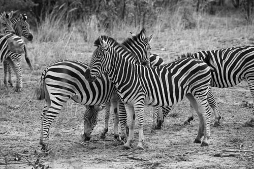 Preview: Zebras In The Kruger National Park, South Africa
