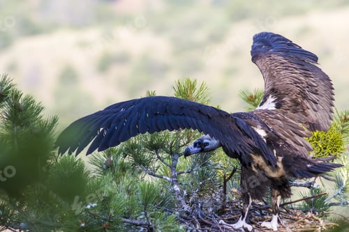 Preview: Vulture And Its Nest. Forest Background. Bird: Cinereous Vulture. Aegypius Monachus.