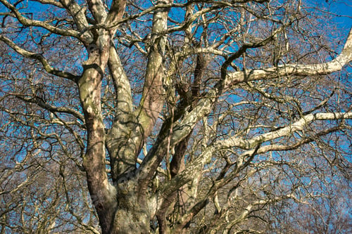 Preview: Bare Tree Blue Sky Background