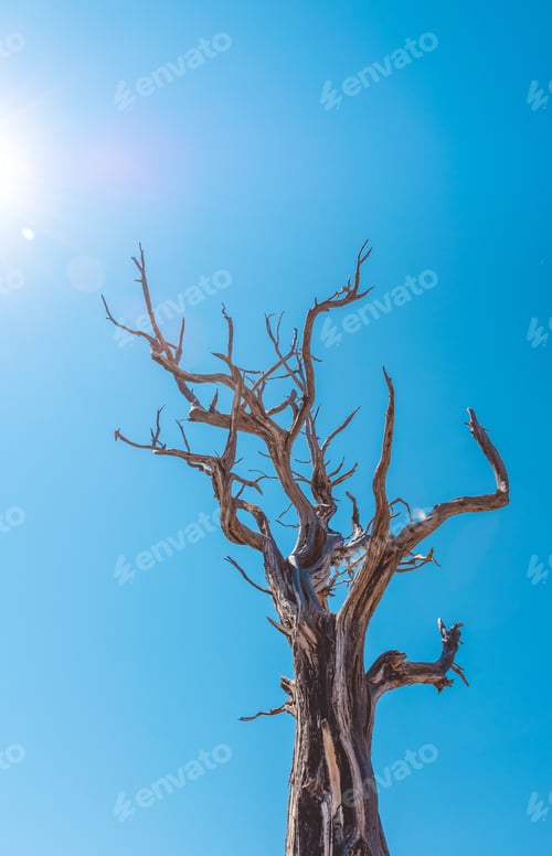 Preview: Dried Tree In The Grand Canyon National Park. Desert Climate Of Arizona