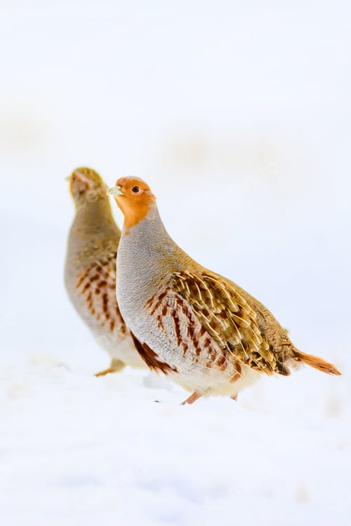 Preview: Winter And Partridge. Snow Background.