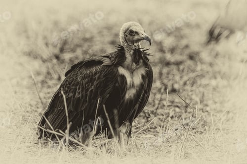 Preview: Vintage Style Image Of A Vulture In The Etosha National Park, Namibia