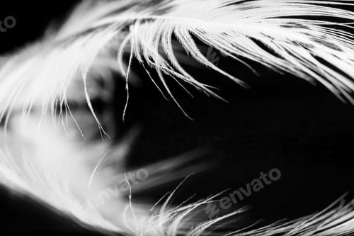 Preview: Guinea Hen Feather With Dark Background