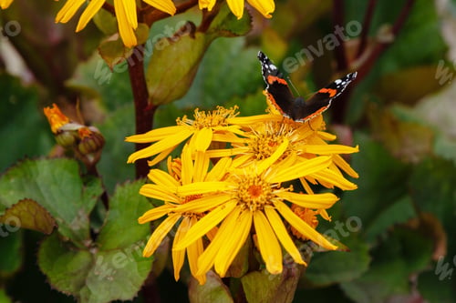 Preview: Ligularia Dentata Hara In Autumn Garden. Butterflies On Yellow Daisies.