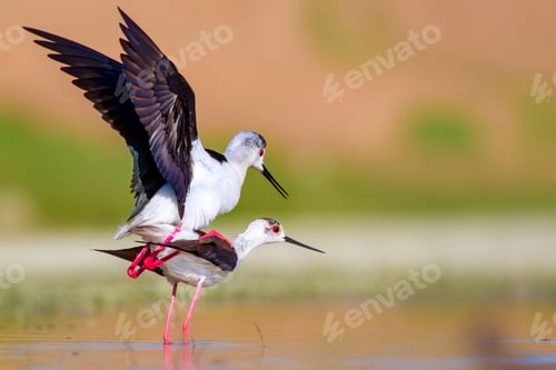 Preview: Cute Bird'S Mating. Common Water Birds. Bird; Black Winged Stilt. Himantopus Himantopus. Colorful