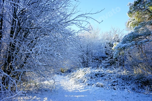 Preview: A Winter View Of A Woodland Walk Across Painswick Beacon On A Blue Sky Day, The Cotswolds