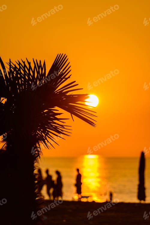 Preview: Sabal Palmetto Leaves On Sunset Beach Background
