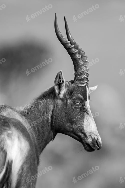 Preview: A Blesbok Antelope (Damaliscus Pygargus) In The Malolotja Nature Reserve, Swaziland