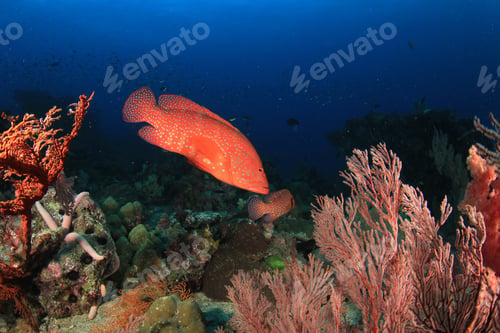 Preview: Coral Grouper Fish On Underwater Reef In Ocean