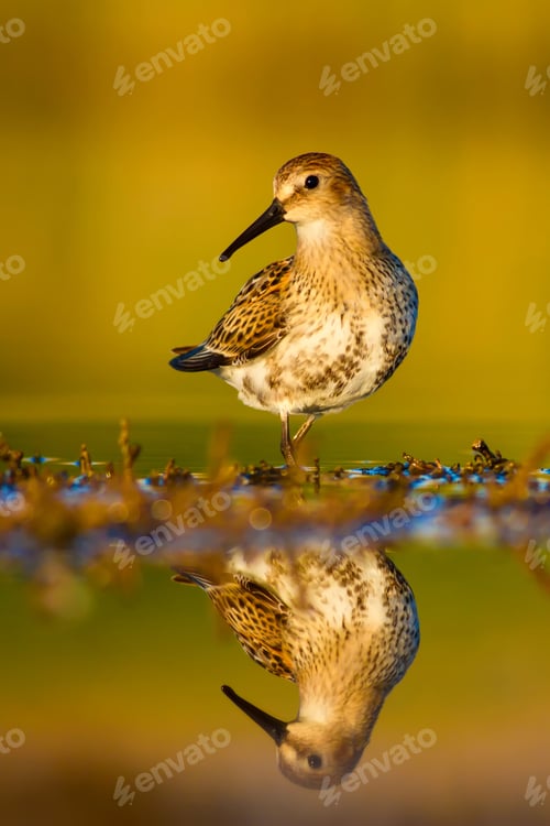 Preview: Cute Bird. Nature Background.