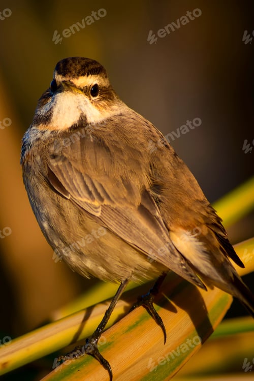 Preview: Cute Bird. Colorful Natural Background. Bird: Common Bird Bluethroat. Luscinia Svecica.
