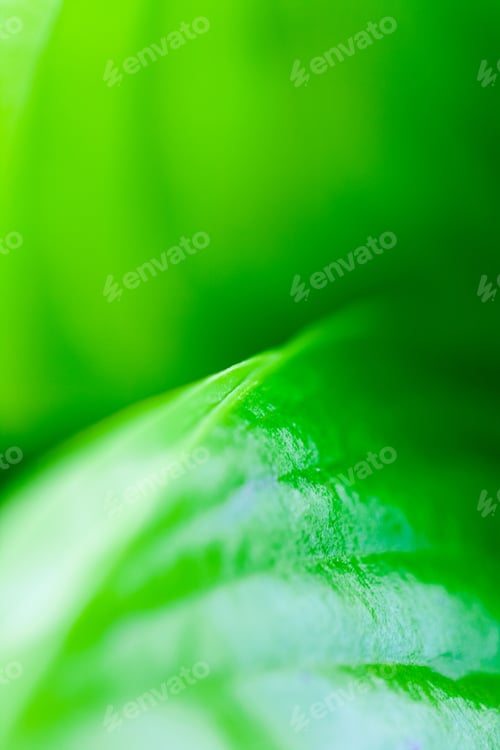 Preview: Green, Abstract Composition With Leaf Texture And Soft Focus
