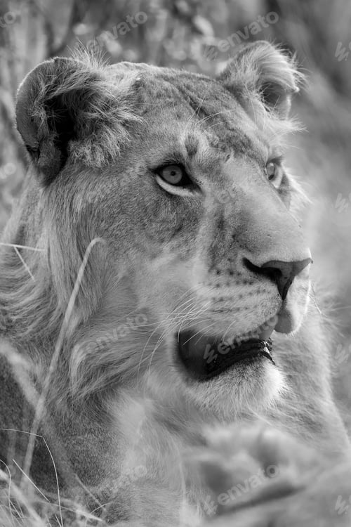 Preview: A Portrait Of A Lion, Masai Mara