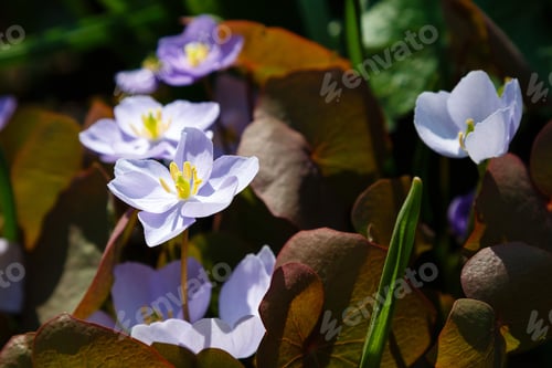 Preview: Liverwort (Hepatica Nobilis) Flowers On A Forest Floor On Sunny Afternoon. Spring Blue Flowers