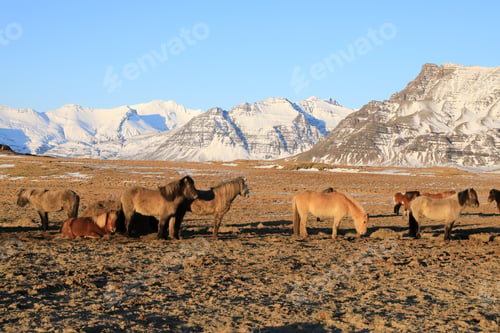Preview: Wild Horses, Iceland Horses South Coast, Iceland