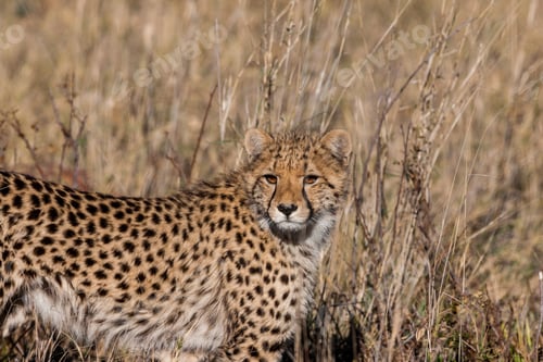 Vista previa: Cheetah (Acinonyx Jubatus Soemmeringii) In The Okavango-Delta In Botswana