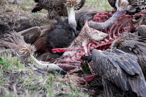 Preview: Vultures Feed On Wildebeest Carcass In The Maasai Mara National Park, Kenya, East-Africa