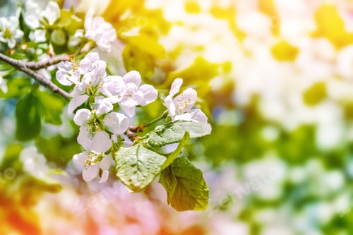 Preview: Blossoming Branch Cherry. Bright Colorful Spring Flowers