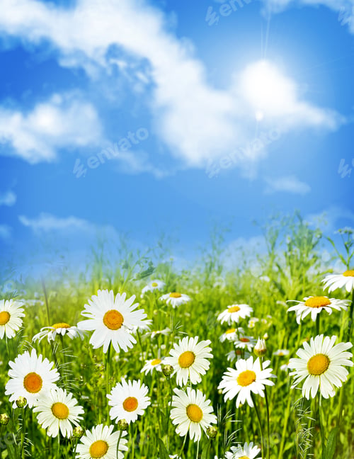 Preview: Wildflowers Daisies