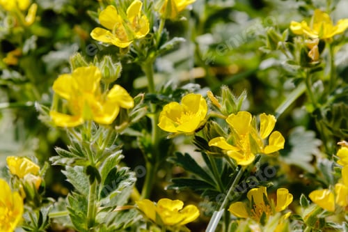 Preview: Yellow Flowers Of Potentilla Grandiflora (Potentilla Megalantha Takeda) In Garden