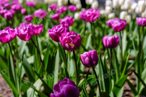 Preview: Spring Blooming Tulip Flowrs Blossom Scene. Tulips In Spring Blooming Garden. Tulip Festival In