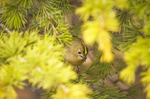 Preview: Forest And Bird. Green Forest Background. Goldcrest / Regulus Regulus