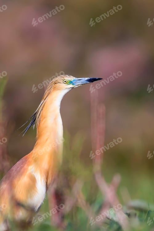 Preview: Heron. Nature Background. Bird: Squacco Heron. Ardeola Ralloides