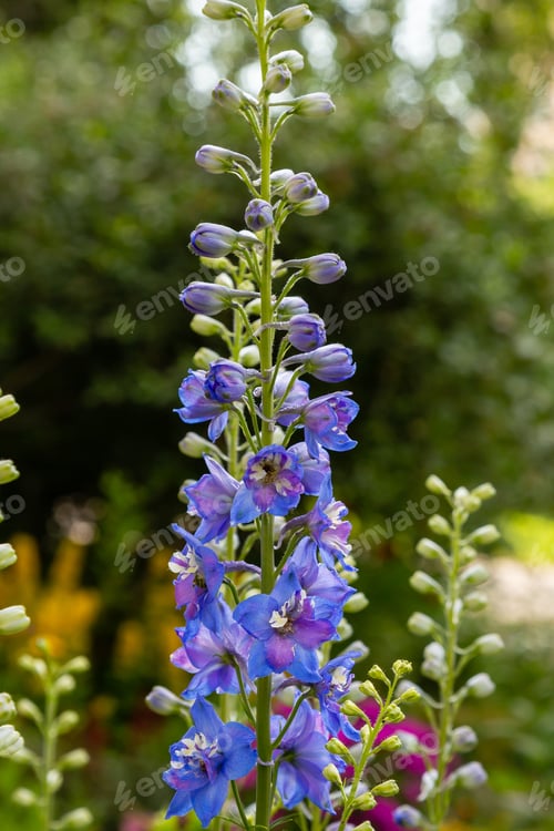 Preview: Beautiful Delphiniums Blooming In The Garden.