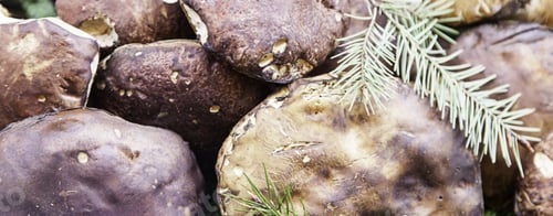 Preview: Mountain Mushrooms, Detail Of Wild Edible Mushrooms