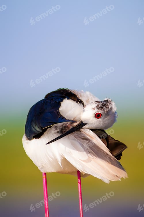 Preview: Cute Long Legged Bird. Colorful Nature Background. Asia, Europe, Africa, America Common Water Bird.