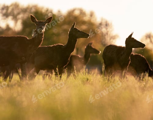 Preview: Group Of Red Deer Hinds In Meadow Backlight By Evening Sun.