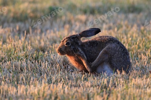 Preview: European Brown Hare (Lepus Europaeus)
